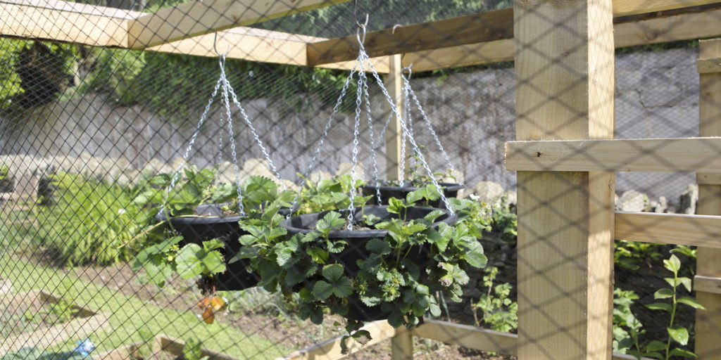 EDIBLE_GARDEN_SLIDER_3